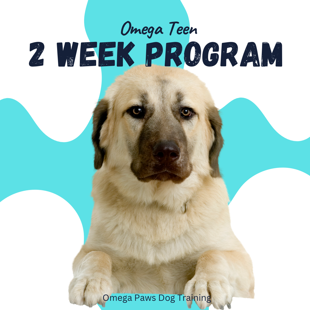 Omega Teen 2 Week Board and Train