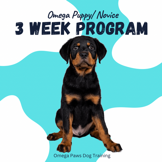 Omega Puppy/ Novice 3 Week Board and Train