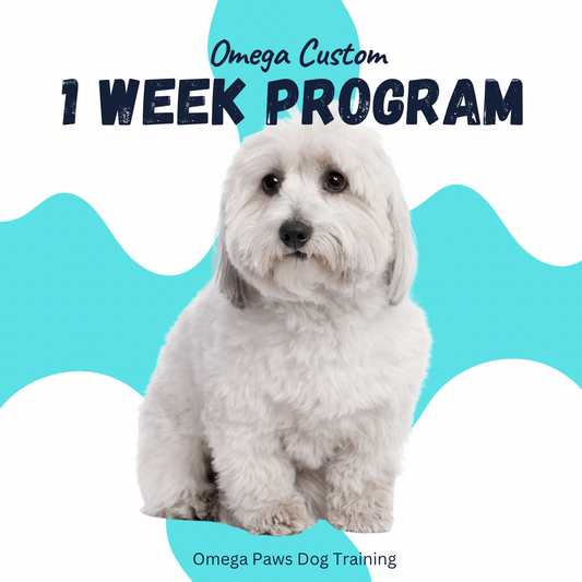 Omega Custom 1 Week Board and Train